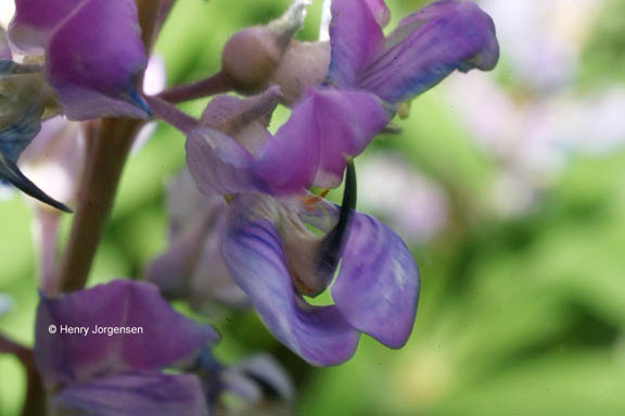Lupinus wyethii